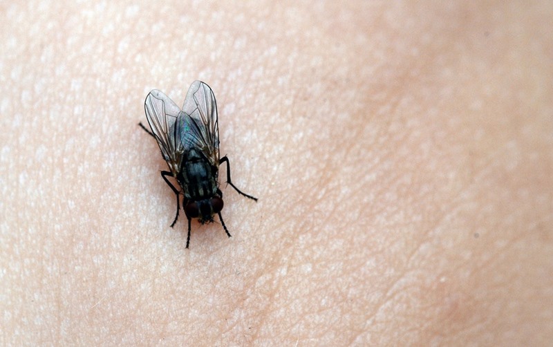 10 loại côn trùng nguy hiểm trong nhà