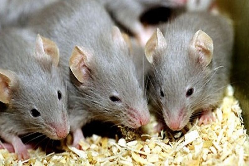 Chuột thích ăn gì nhất? Những lưu ý khi chọn mồi diệt chuột