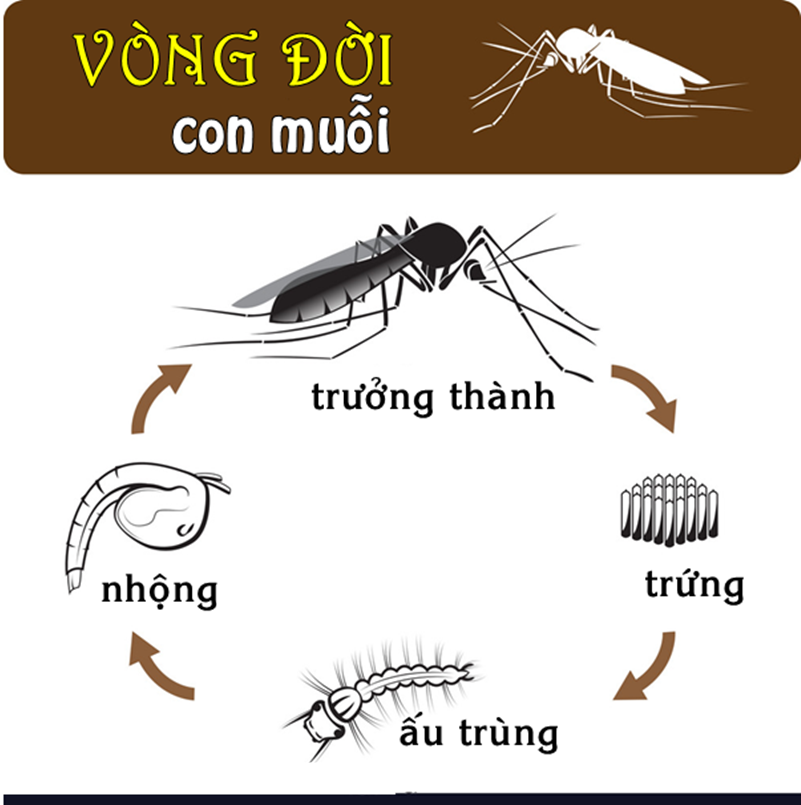 Muỗi sống được bao lâu