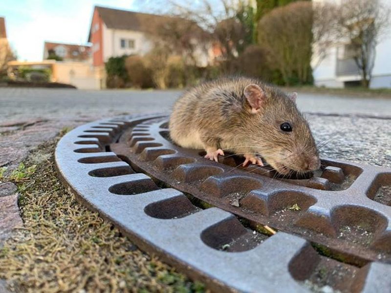 Cách diệt chuột cống