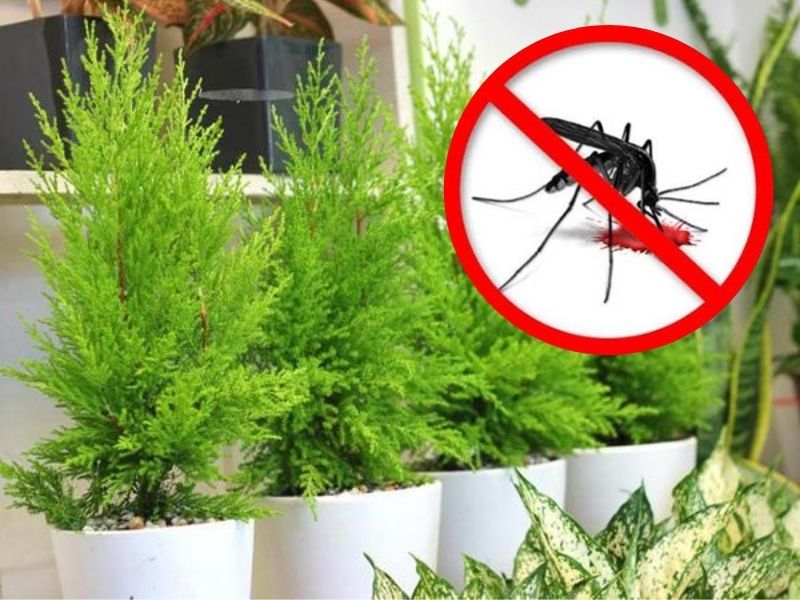 Cách diệt muỗi tự nhiên