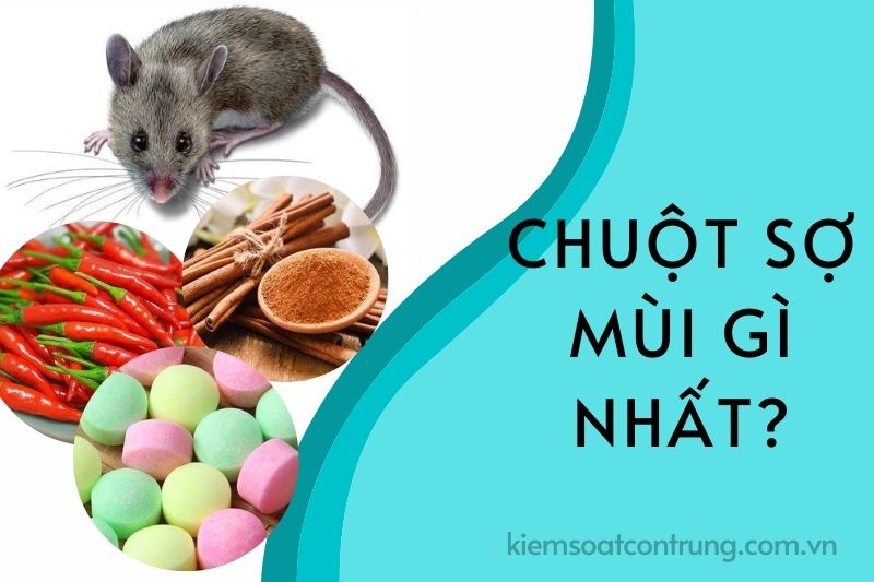 Chuột sợ mùi gì nhất? Phương pháp đuổi chuột hiệu quả và đơn giản