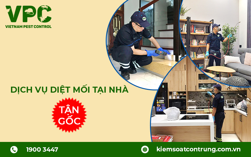 Các bước diệt mối bằng công nghệ Nhật Bản tại VPC Dich-vu-diet-moi-tan-goc-04