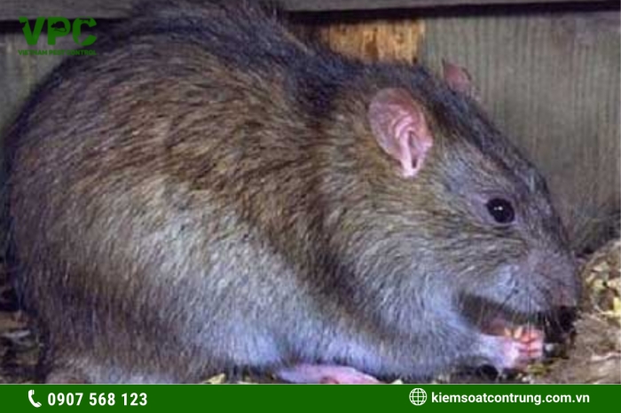Chuột là tác nhân mang mầm mống vi khuẩn, bệnh dịch vô cùng nguy hiểm có thể dẫn đến chết người hàng loạt như dịch hạch, sốt do chuột cắn, bệnh do virus Hantavirus