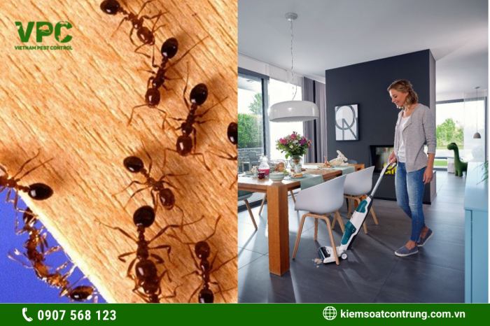 Hãy dọn dẹp, vệ sinh nhà thường xuyên để phòng tránh kiến làm tổ trong nhà