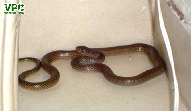 các loài rắn thường gặp trong nhà