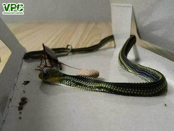 nhận biết nhà có rắn