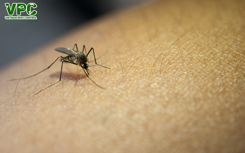 những loại bệnh mà muỗi gây ra