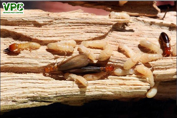 Mối ăn gỗ là gì? Những cách diệt mối ăn gỗ hiệu quả