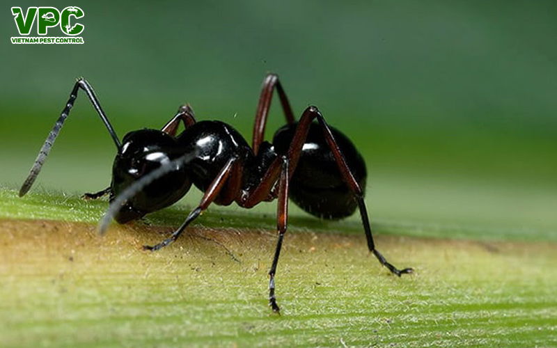 các loài kiến ở việt nam