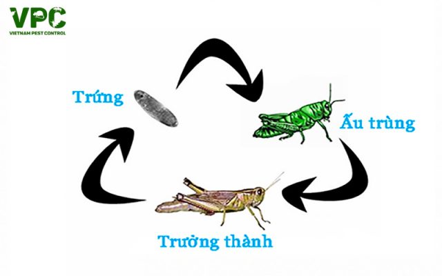 biến thái ở côn trùng là gì