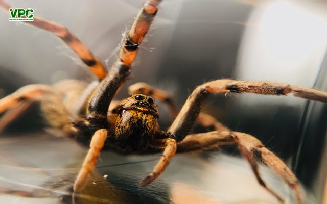 loài nhện nào phổ biến