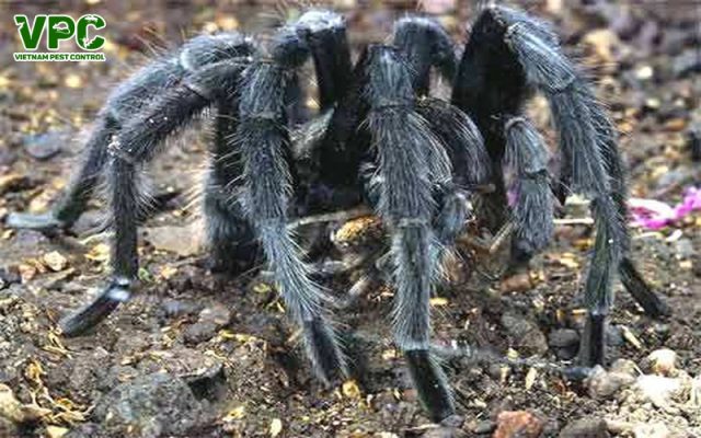 loài nhện phổ biến ở việt nam