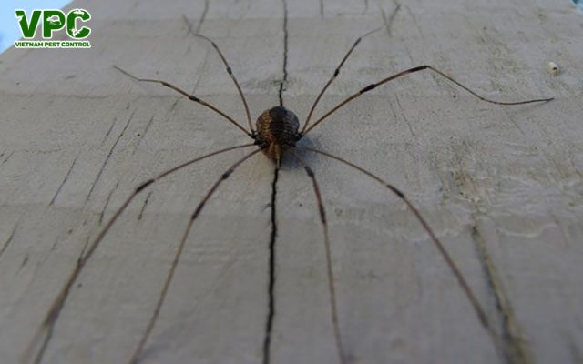 nhện