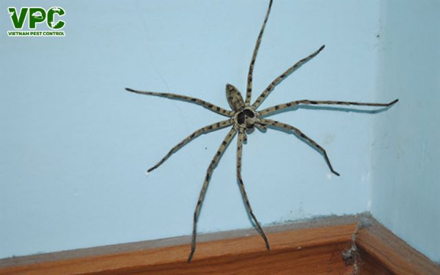 nhện trong nhà