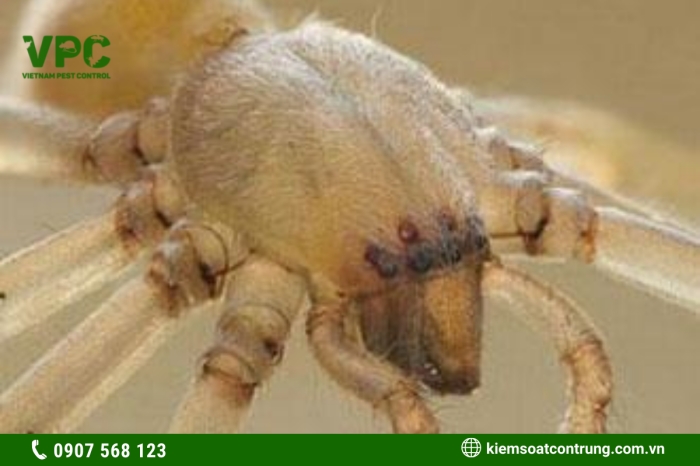 Dịch vụ diệt nhện của VPC nhằm đảm bảo an toàn môi trường sống xung quan