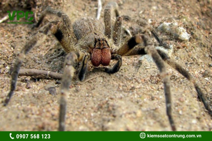 Một vết cắn nhỏ của loài nhện này có thể giết chết một người trưởng thành trong vài phút