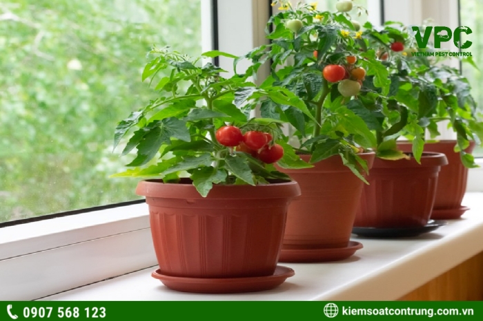 Đặt những chậu cây cà chua ở cửa sổ