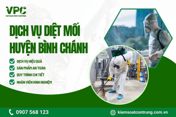 Lợi ích của dịch vụ diệt mối huyện Bình Chánh cung cấp