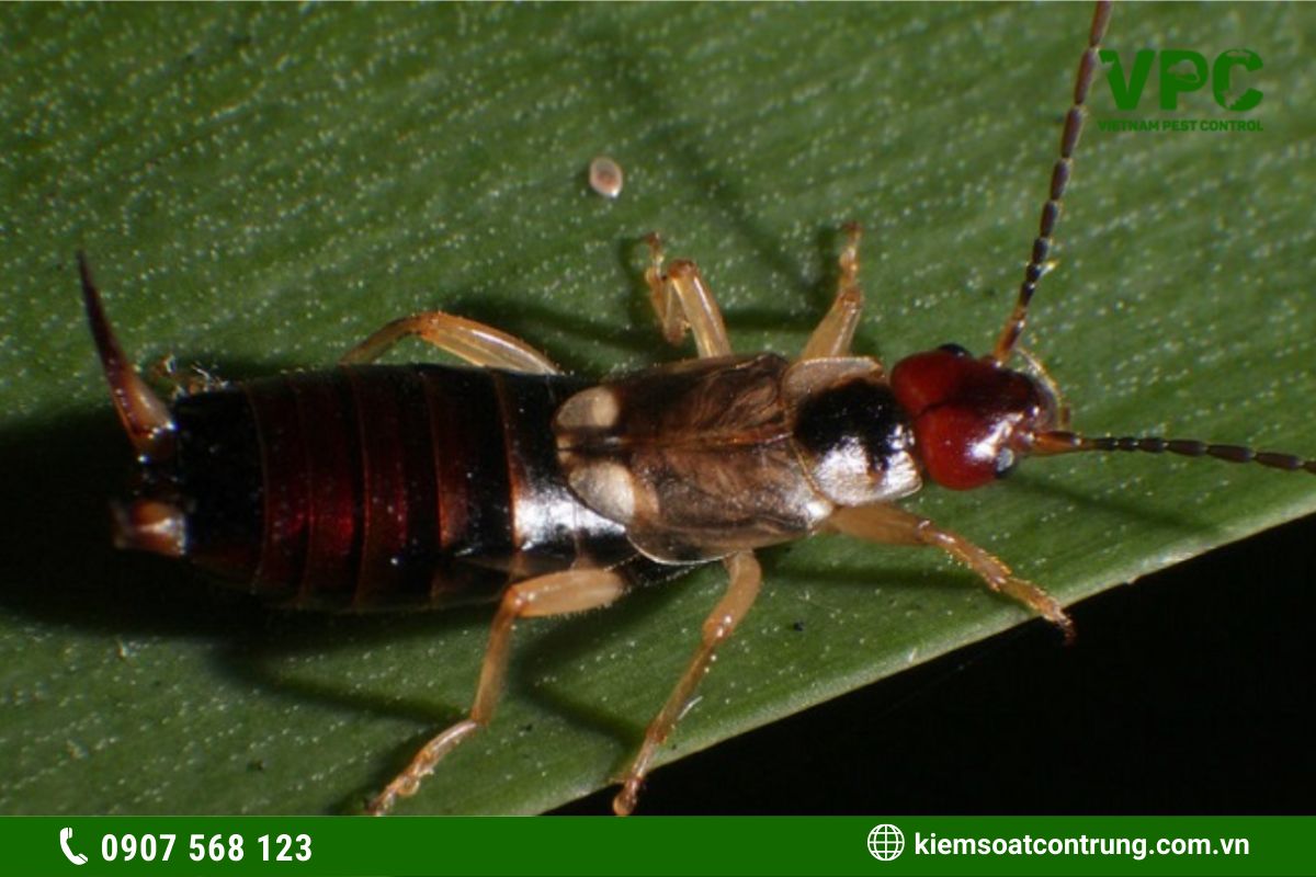 côn trùng có hại cho cây trồng bọ sâu tai