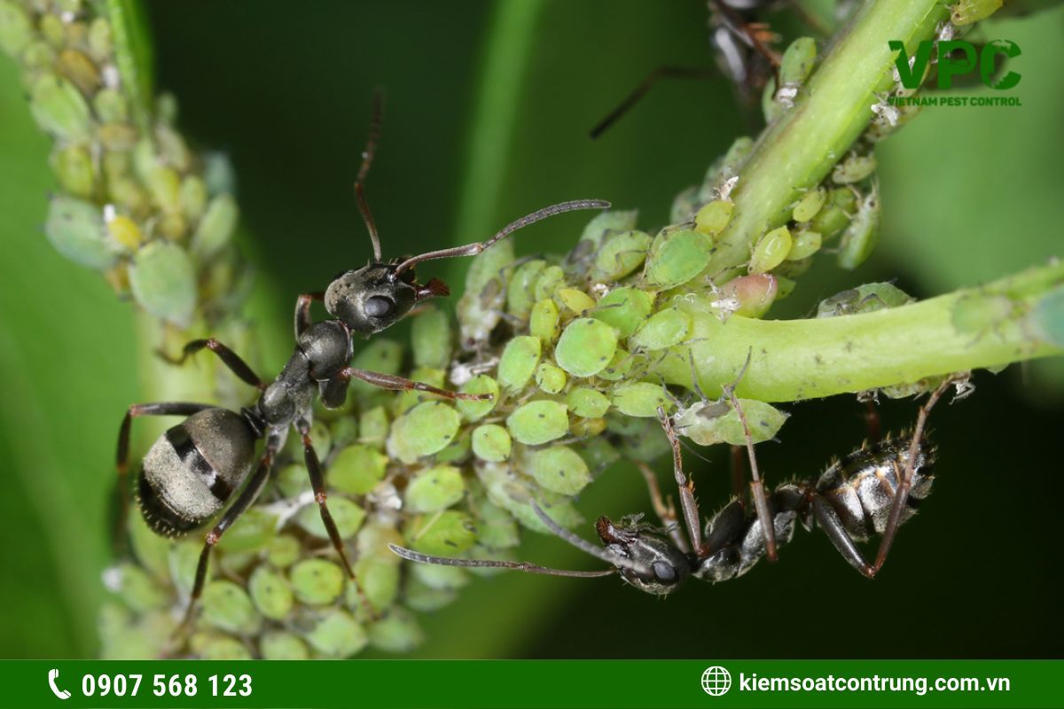 Con rệp là một trong số các loại côn trùng có hại cho cây trồng