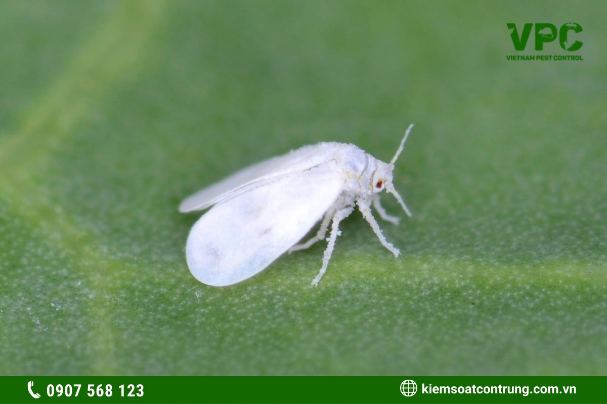 các loại côn trùng có hại cho cây trồng ruồi trắng